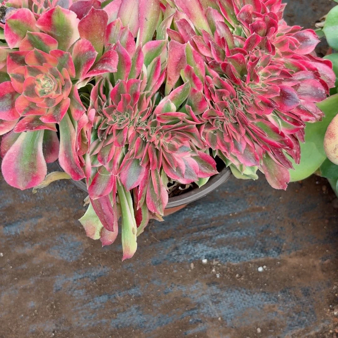 我7369 号多肉法师新年特价洛神