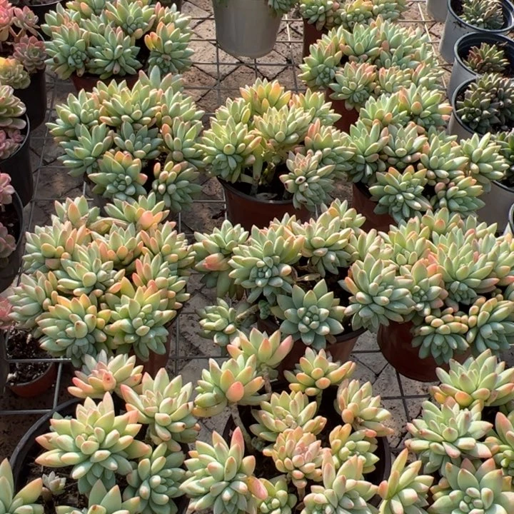 新疆包邮 树冰群