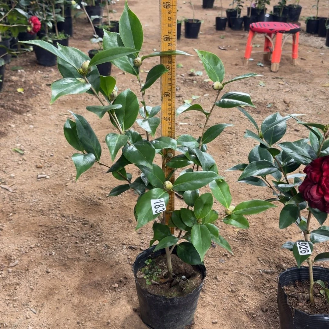 少量花朵（建议范围：2朵-5朵 或40%以下）183墨川