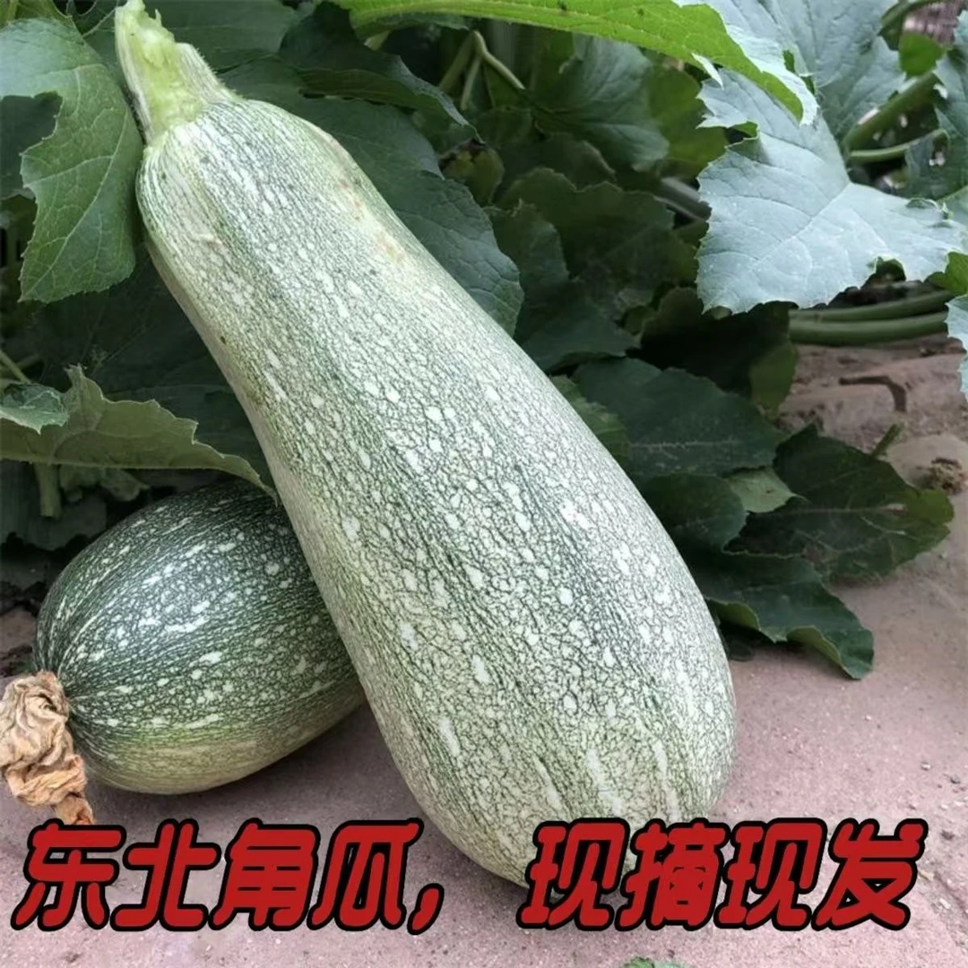 东北吉林西葫芦小白瓜新鲜产地直发农家菜角瓜包馅茭瓜