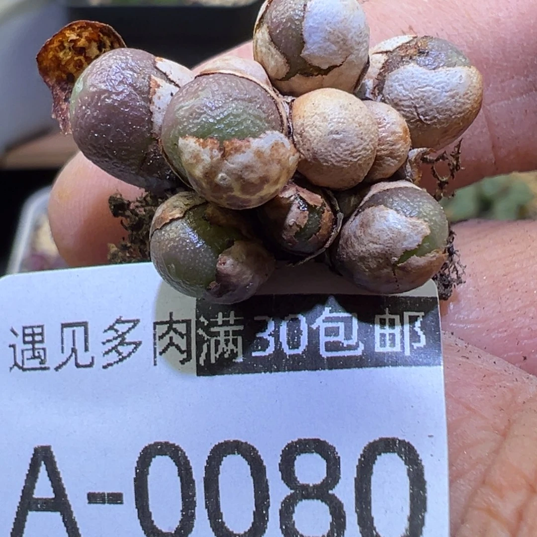 多肉植物111111111111