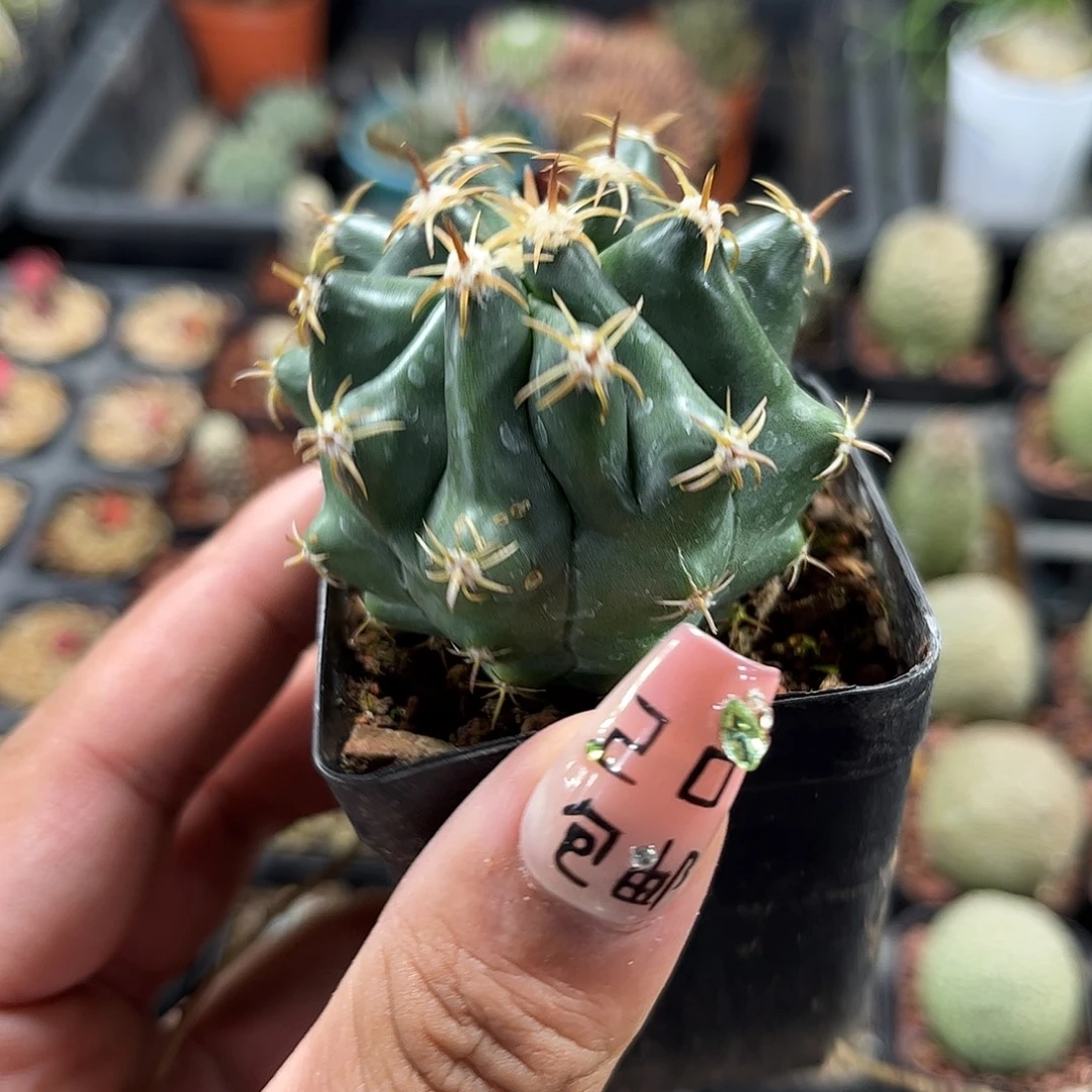 龟甲巨鸠玉单头发货单头