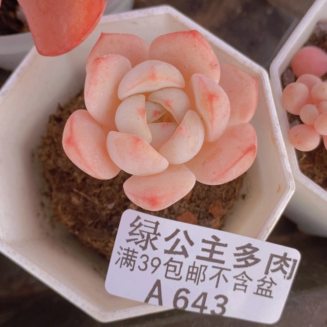 香草单头643多肉植物