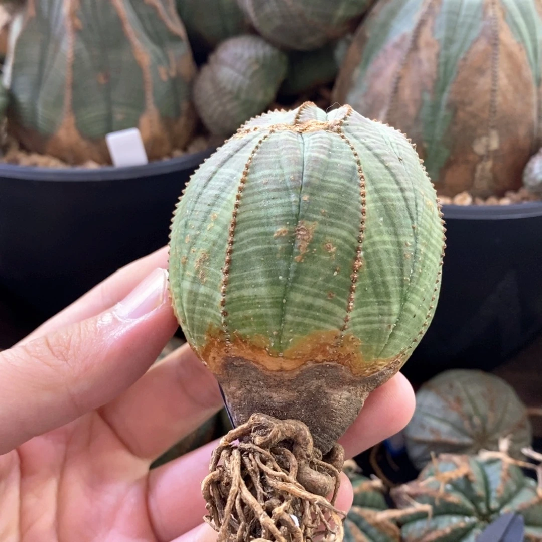 48 欧系实生布纹球多肉植物