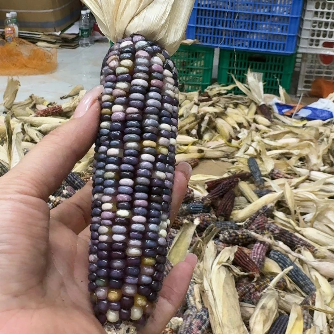 柏香籽/百香籽吊坠h**a