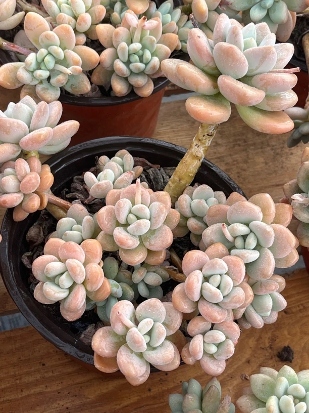 洛神大群生多肉植物20厘米，脱土发货