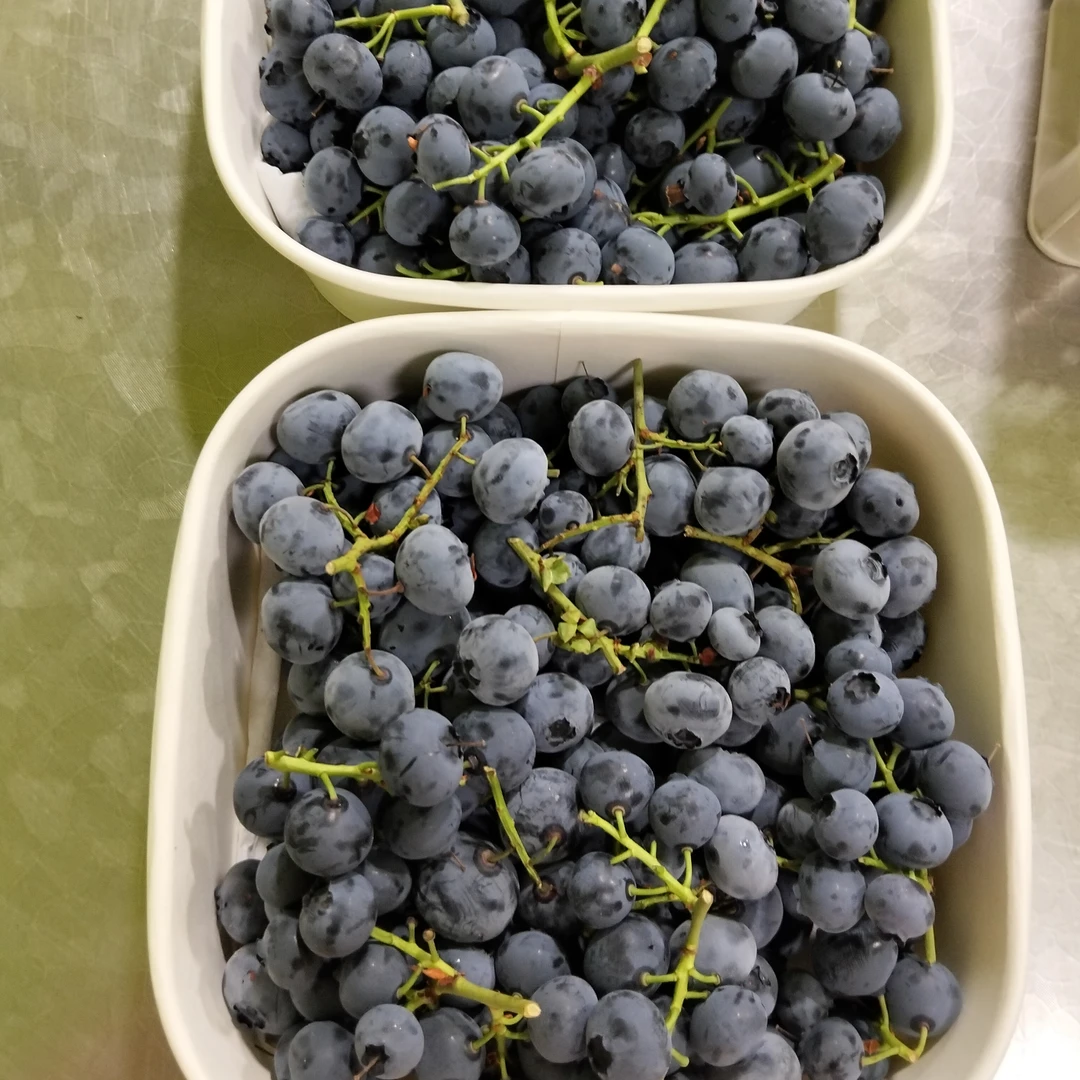 蓝莓 带枝蓝莓 口感好 一盒一斤左右蓝莓同城送辽宁省