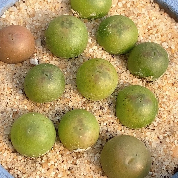 21543拉登杂桃割娘一颗