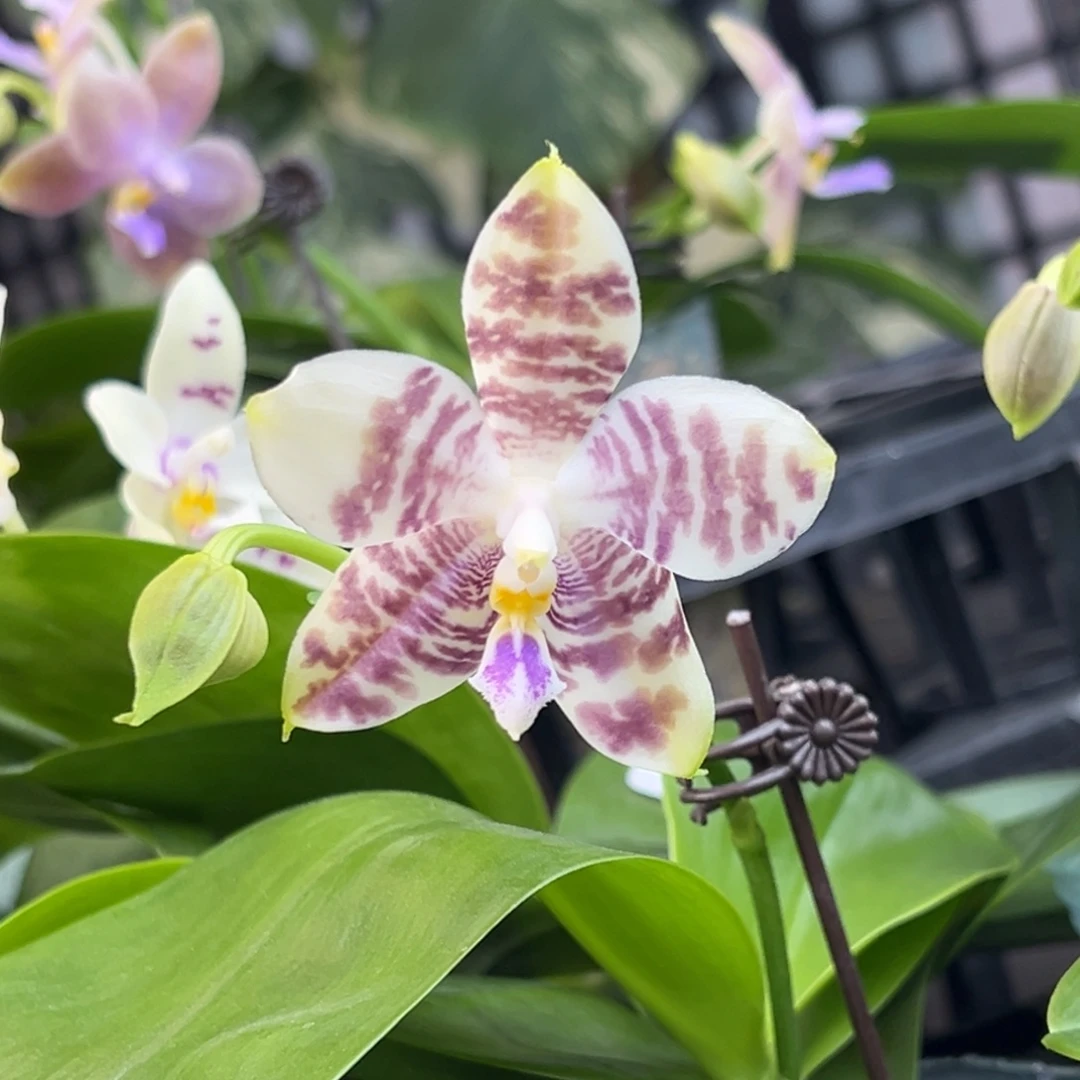 完全开放16号，128米