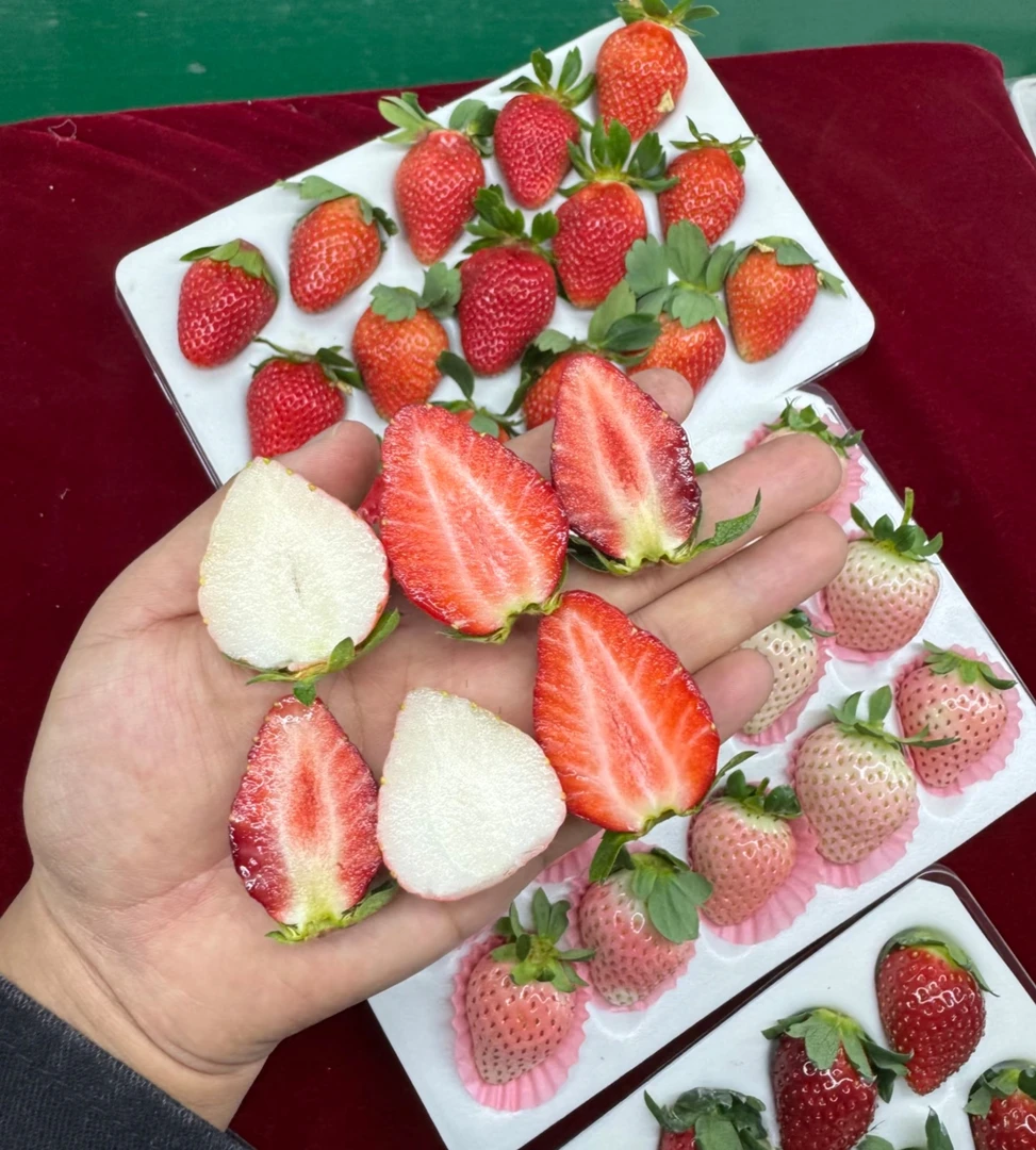 当季水果【云南草莓】【顺丰空运包邮】牛奶草莓新鲜采摘口感酸甜
