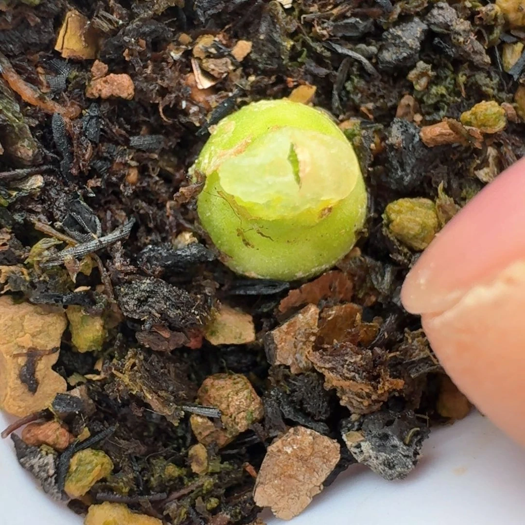 120脱土发货小葫芦0000