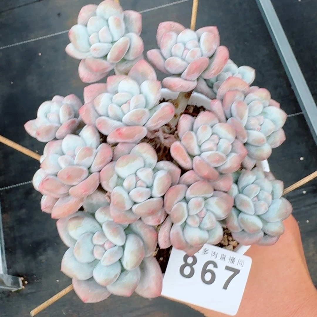 香水老桩            精美多肉植物