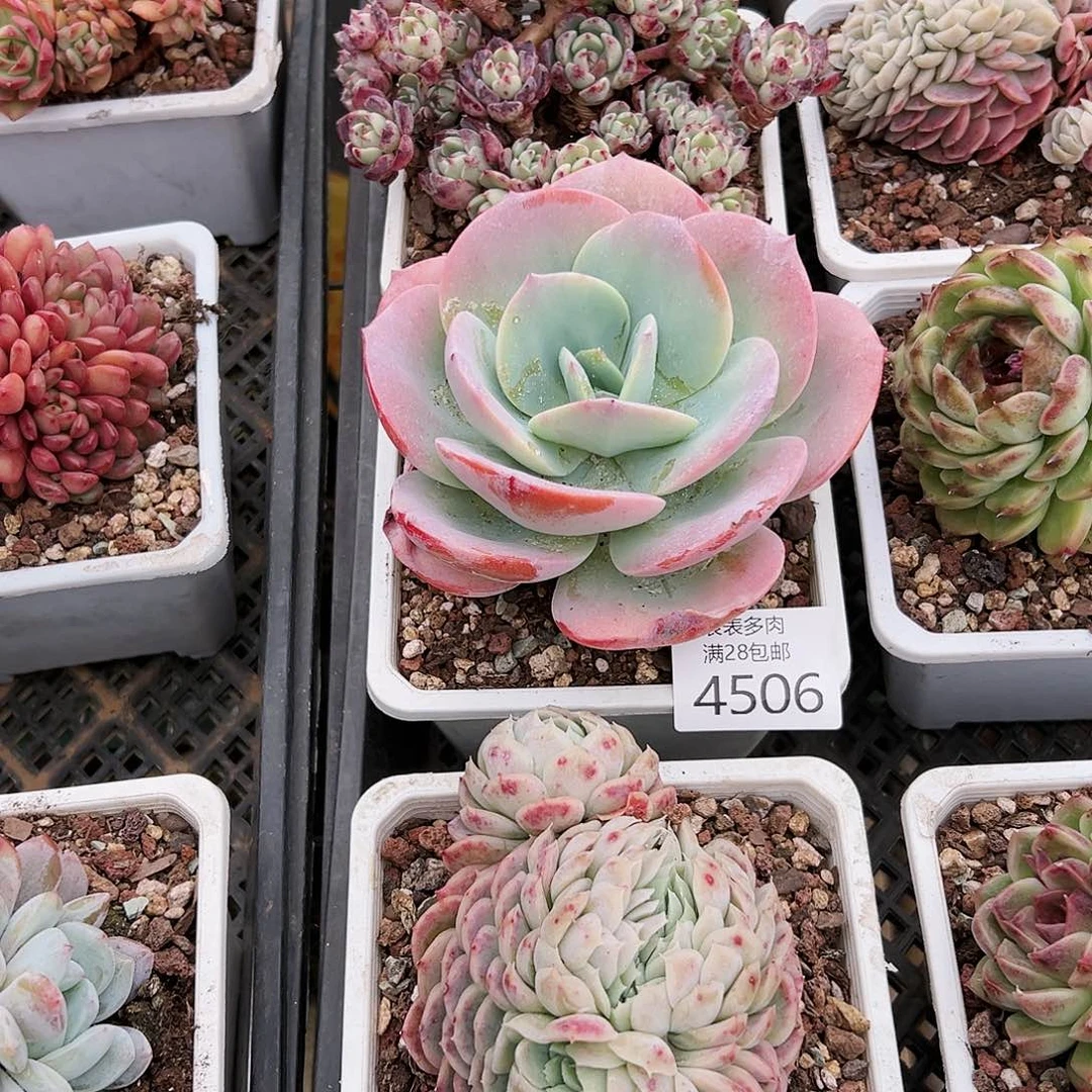 9号小*我们的确是一4506