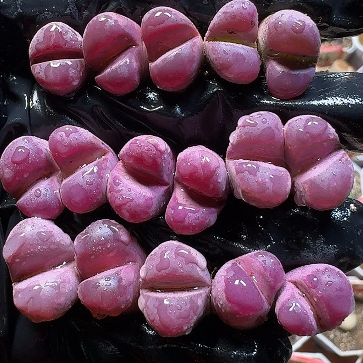 生石花11111。 福利。  161