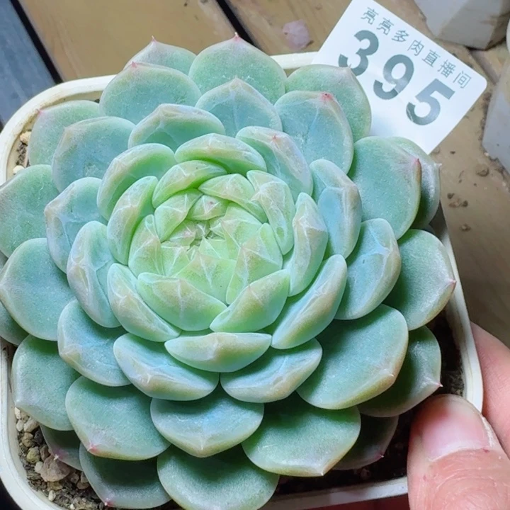 不***)泼天母本         精控精养多肉植物