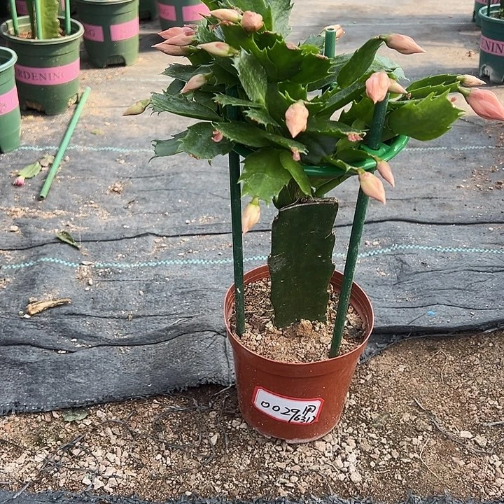 2220橙色蟹爪兰0029