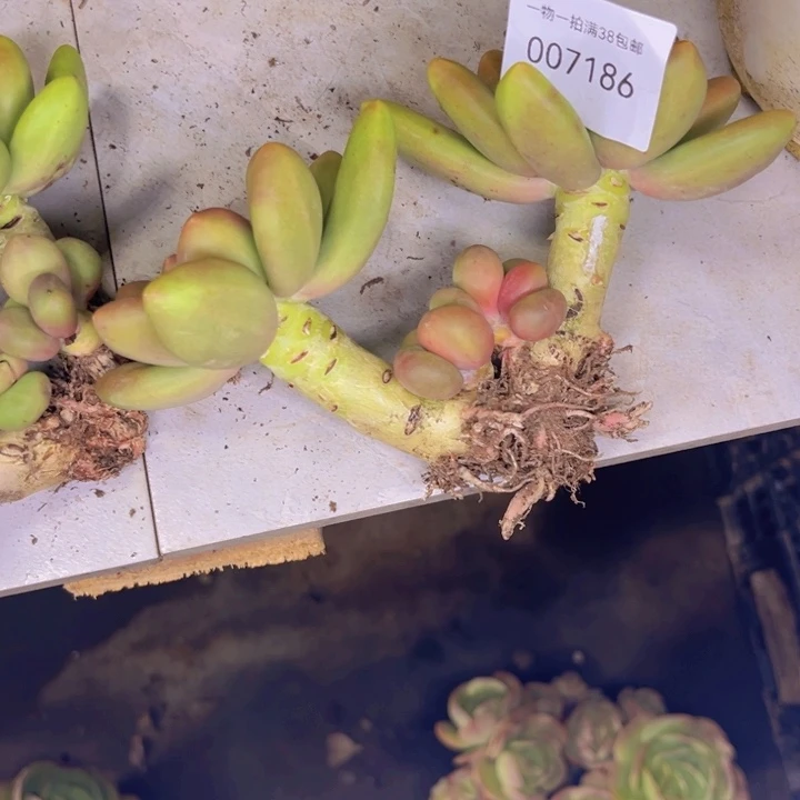 啦***5多肉一物一拍7186