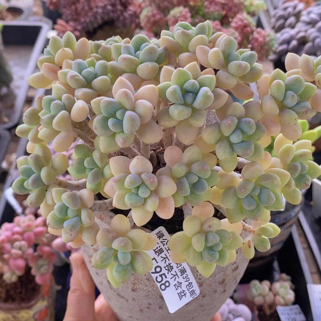 奶酪蛋糕有砍14cm958多肉