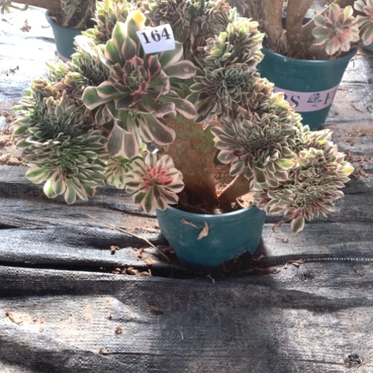 小*多肉植物缀164多肉