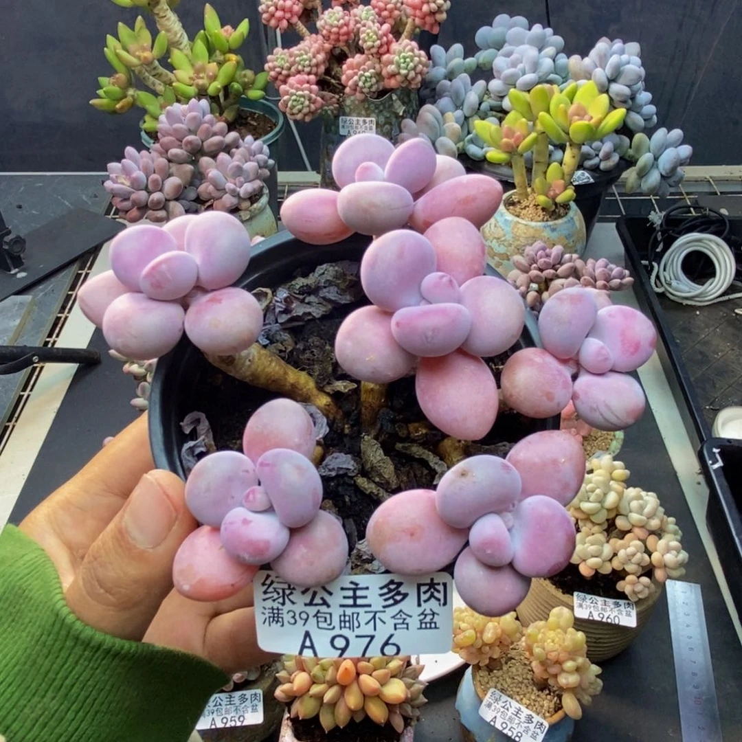 976糖果桃蛋多肉8cm