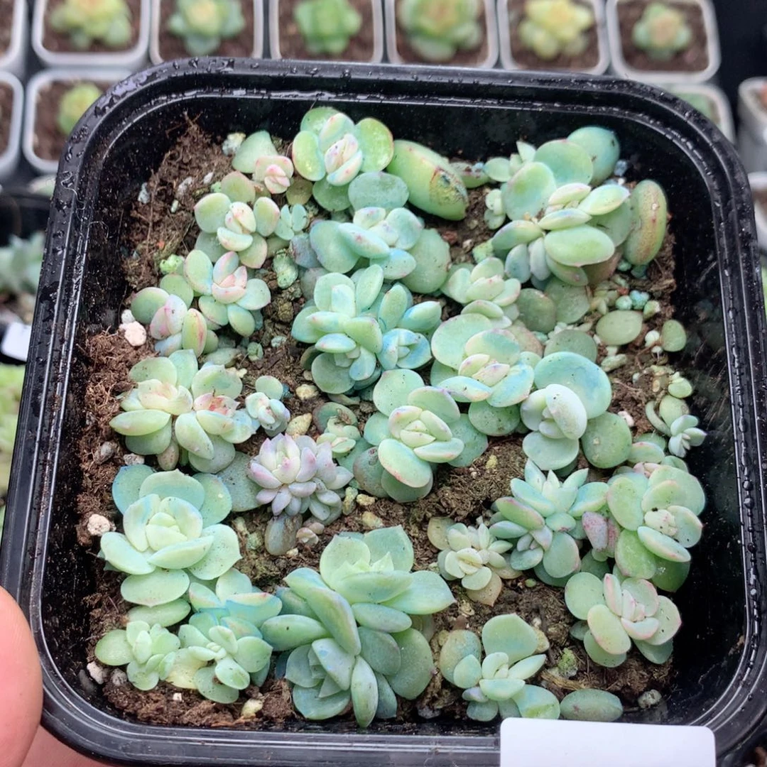 无花朵F127英语英语