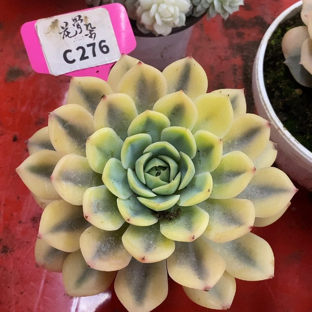 276大宽锦哈哈哈哈哈