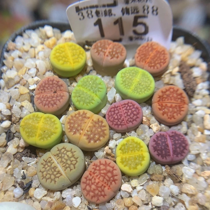 Zzz精品生石花115