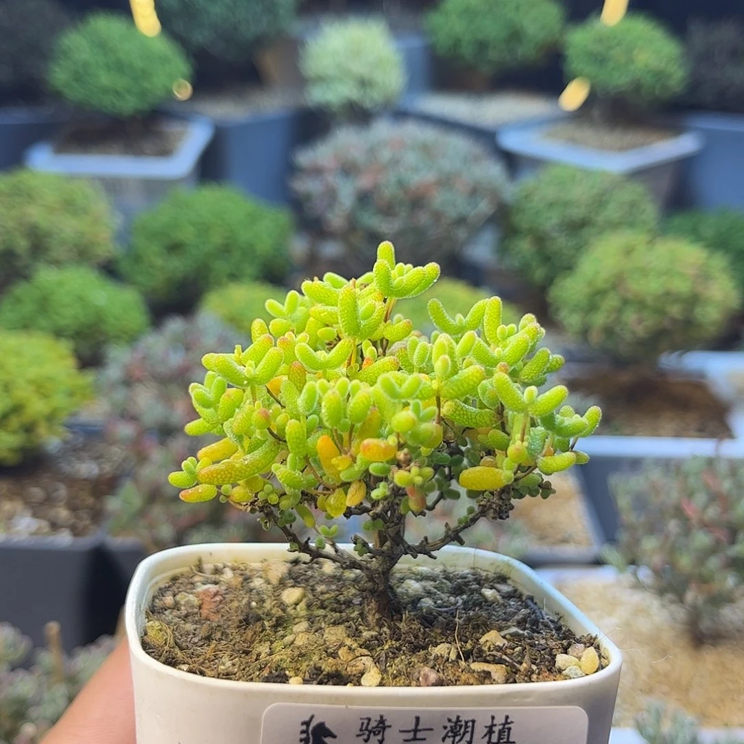 213蜜橘糖球枝干多肉