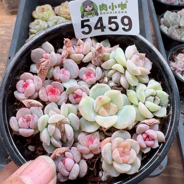 多肉植物多肉植物