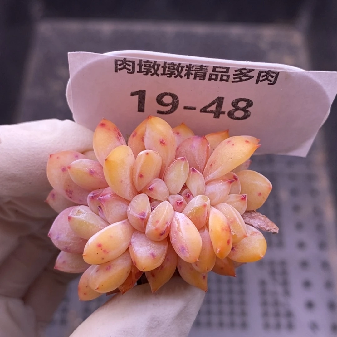 【闪购商品】19-48