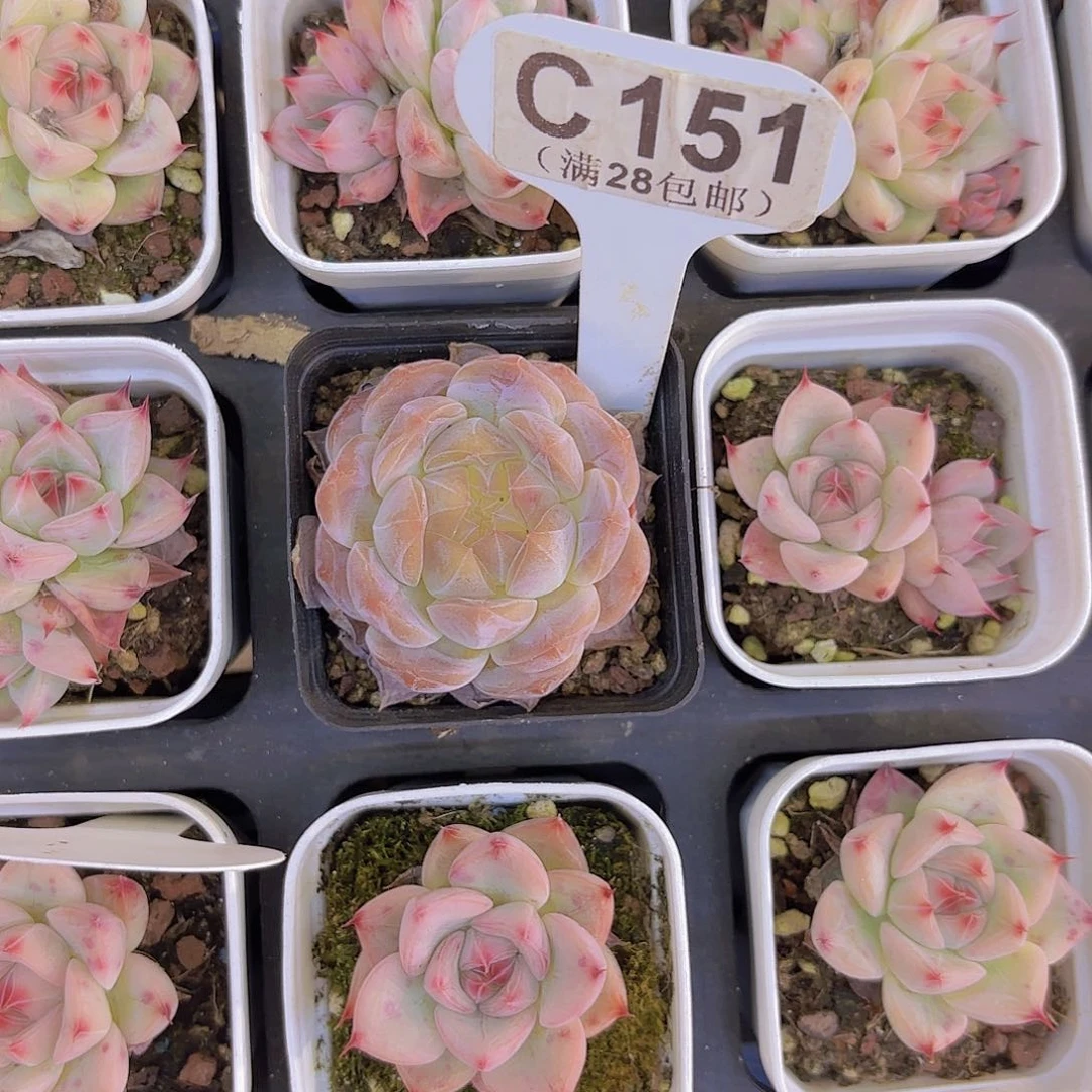 C151珍妮一物一拍