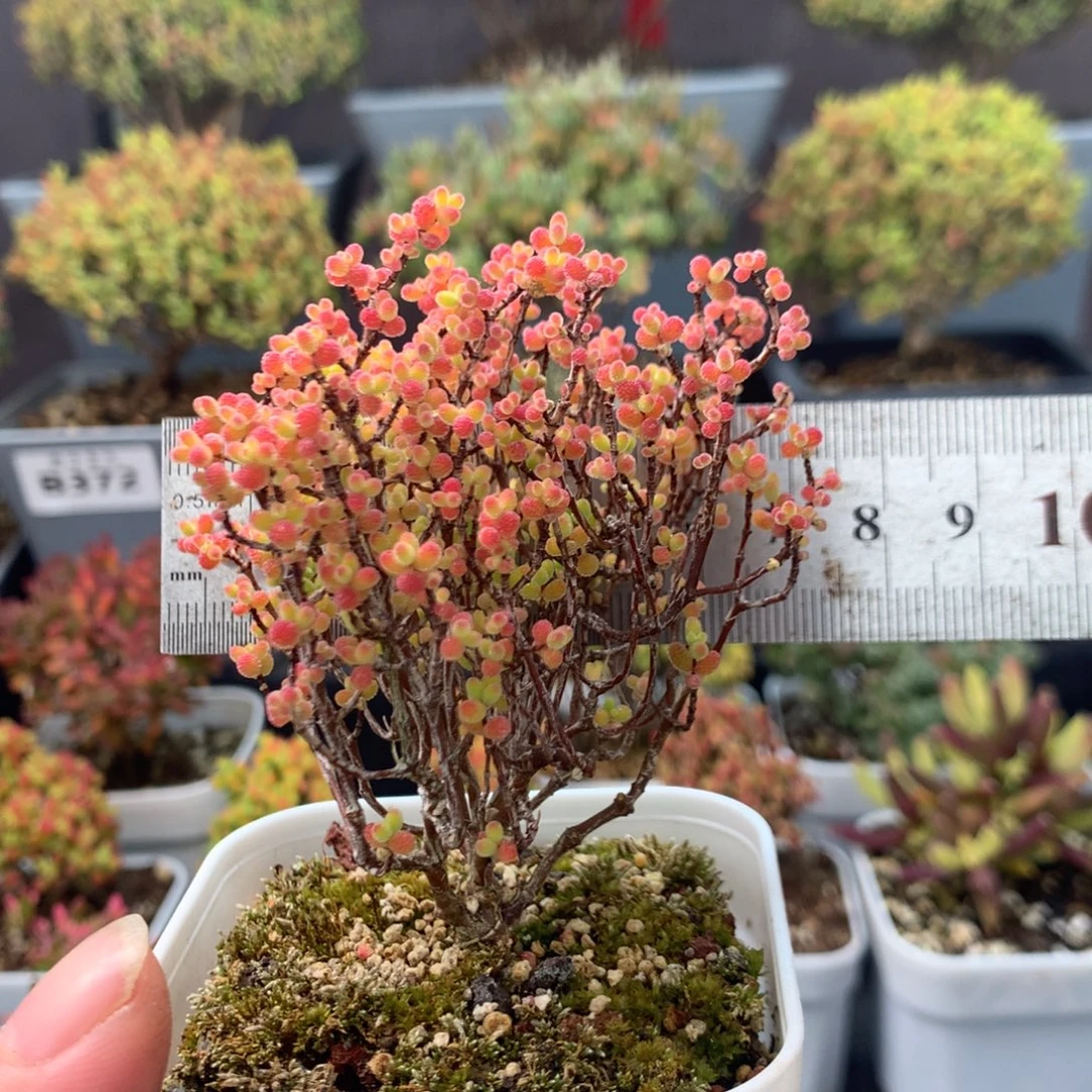 579蜜橘。