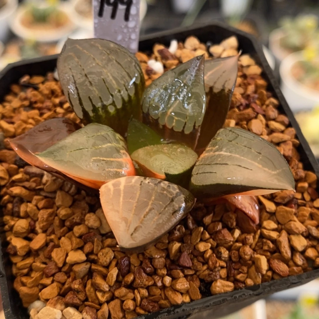 199号阿房宫锦多肉植物