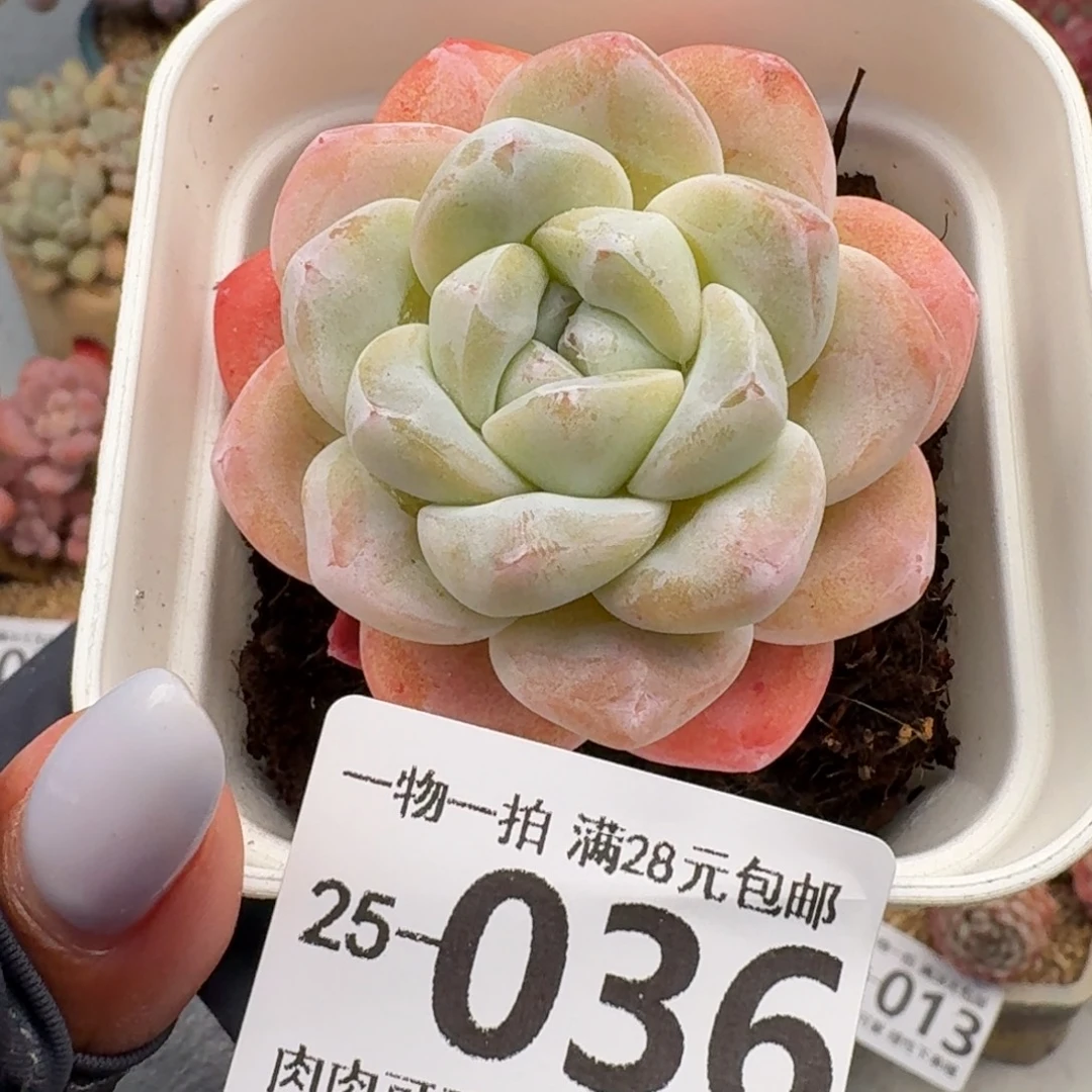 冰玉无盆土发货无