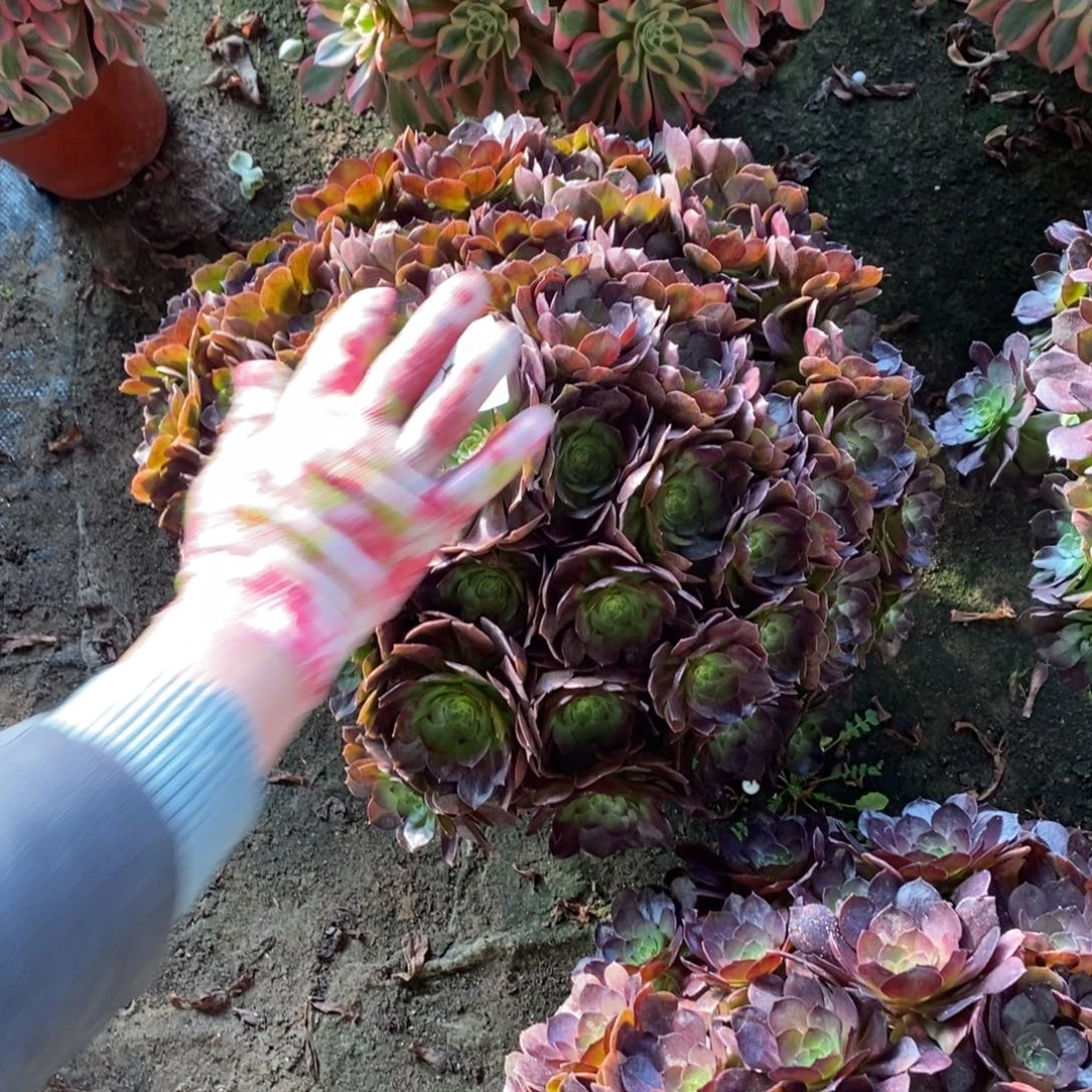 81号万圣节1颗多肉