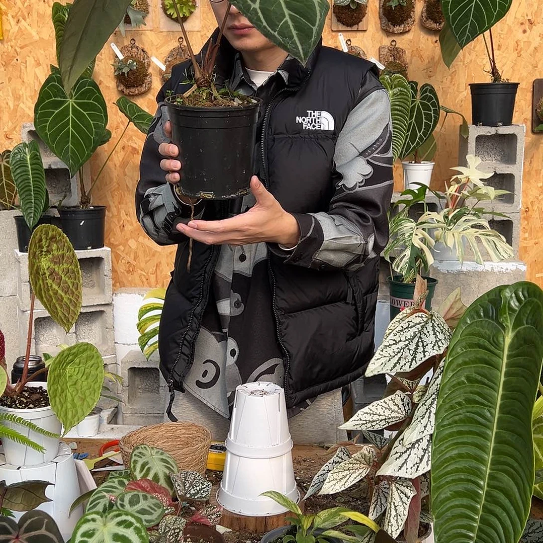 完全开放A05老桩花烛