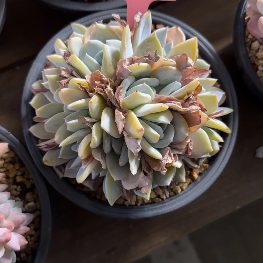 雪特111111111111111111111