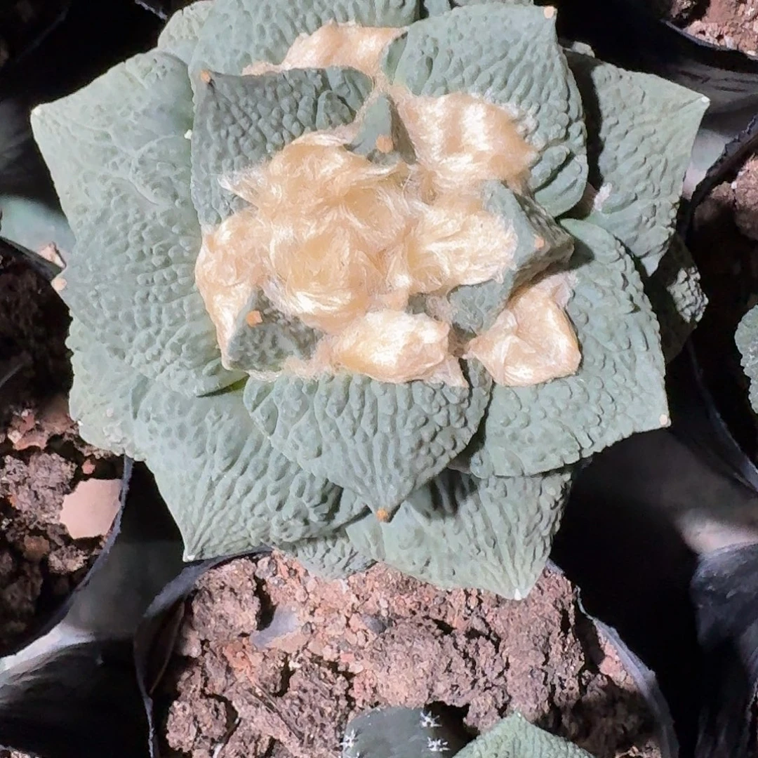 你***爸牛舌牡丹仙人球仙人球