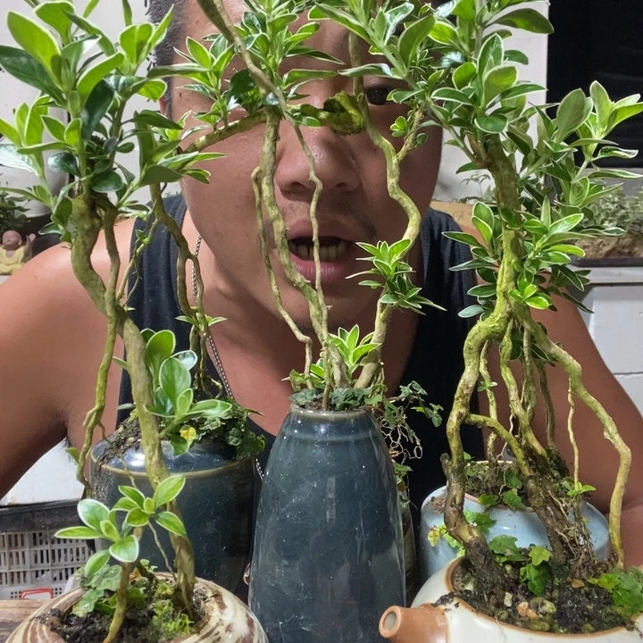无花朵六月雪提根器型随缘一盆。