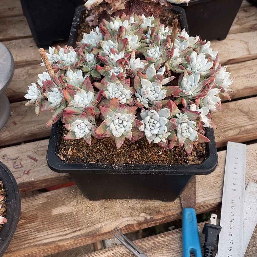 晨溪园艺仙女杯呀