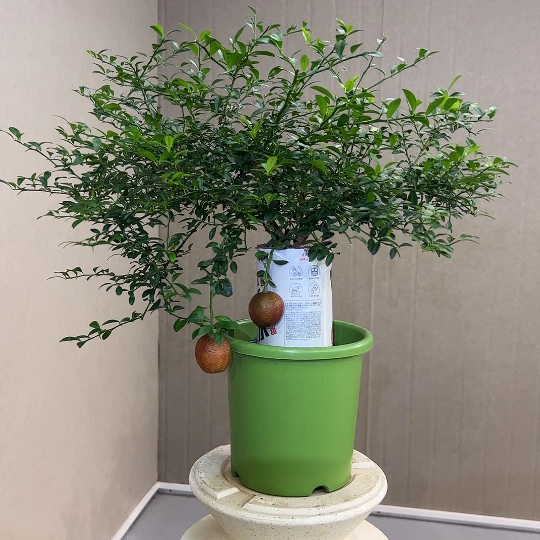 无花朵原生血柠檬盆栽
