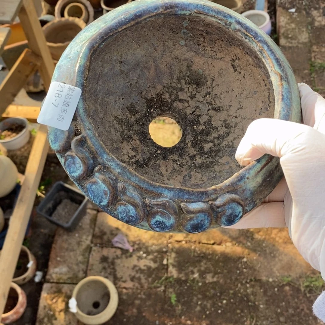 红陶荣7号多肉盆一个呀