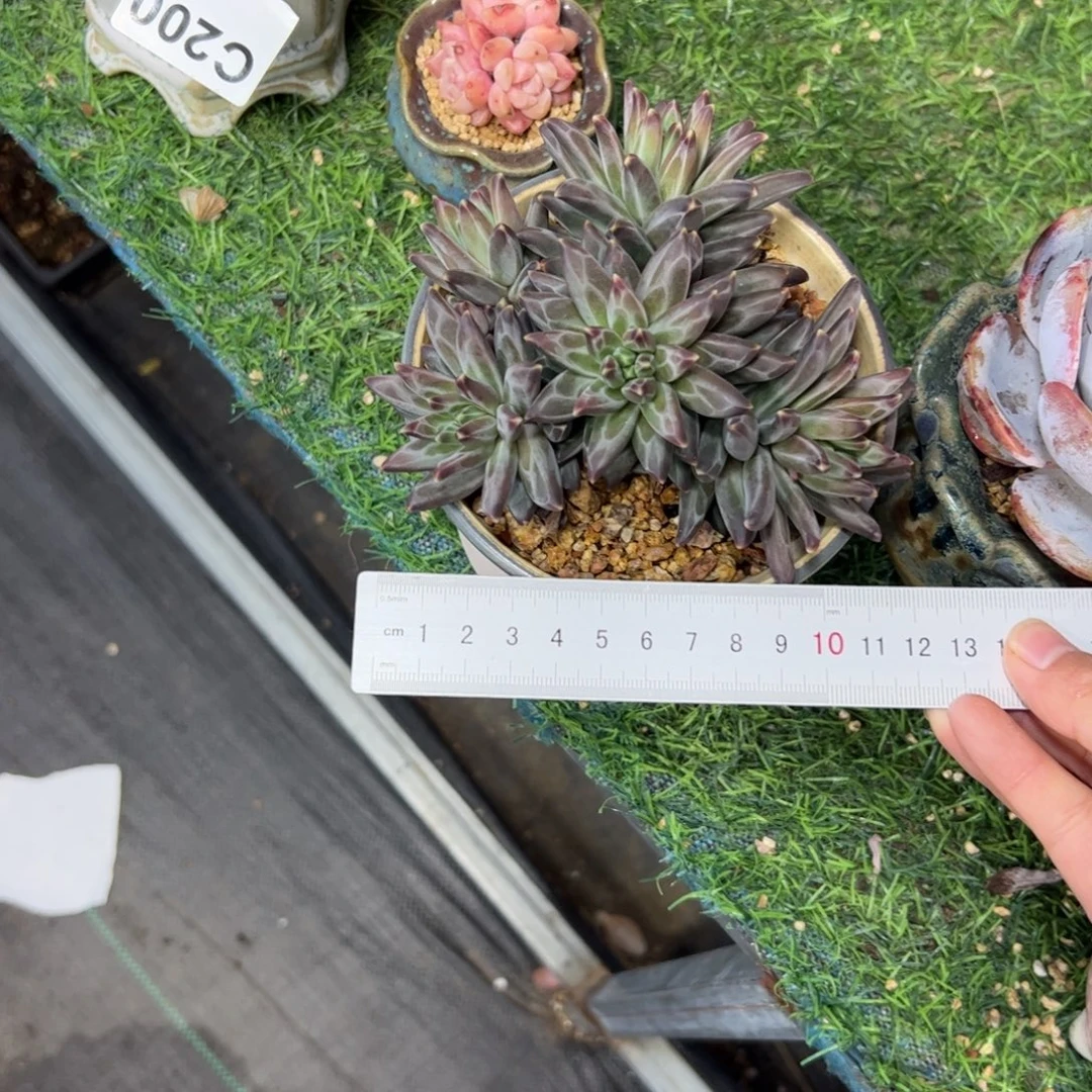 181 满38包邮一物一拍