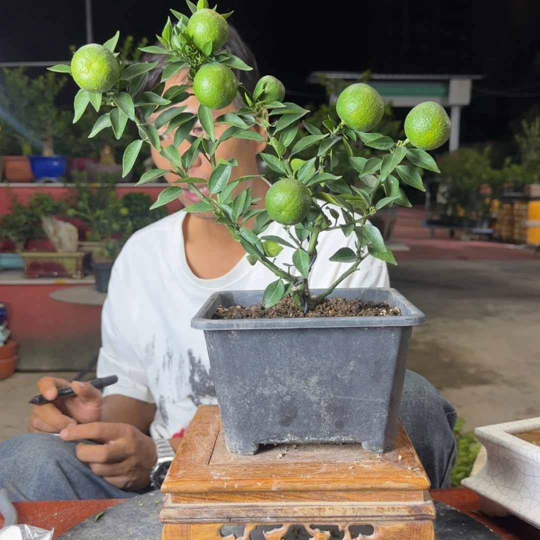 当前无花朵，栽培后可花朵用****9