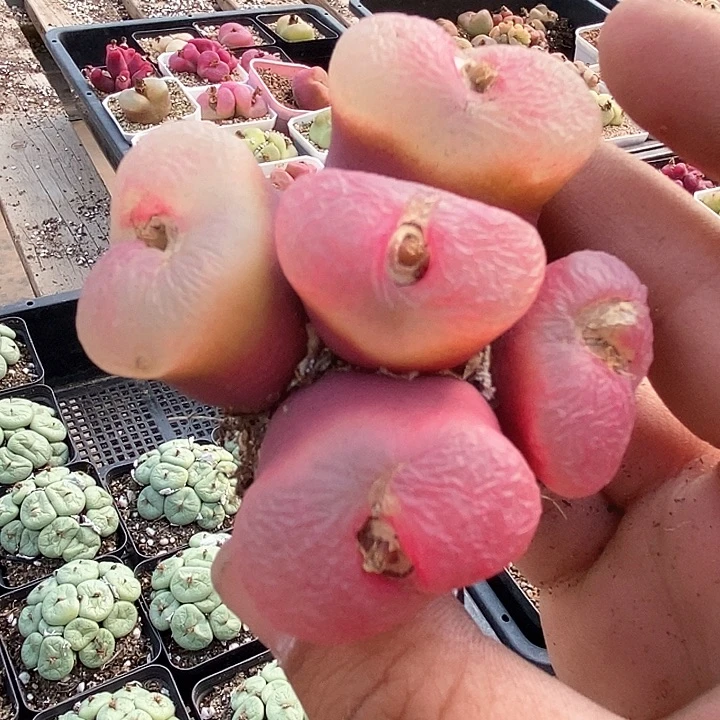 娅***景30562一颗