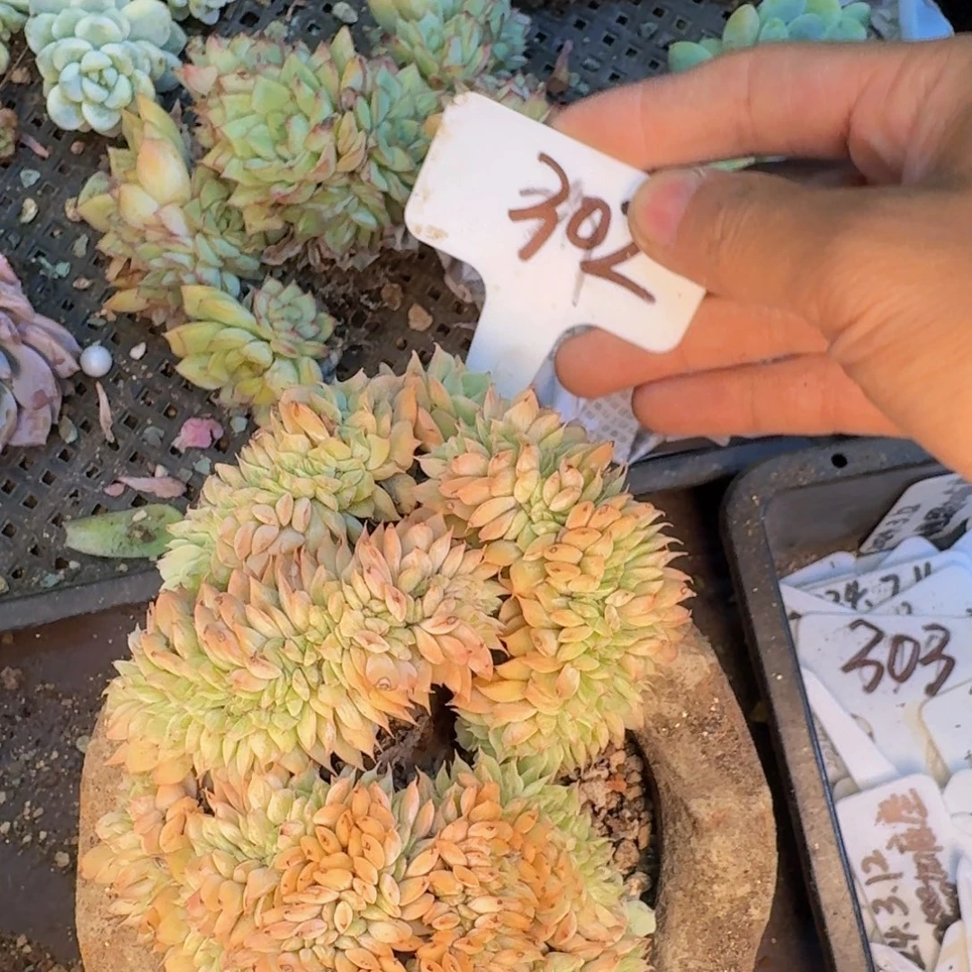 多肉植物的生长发育和生长