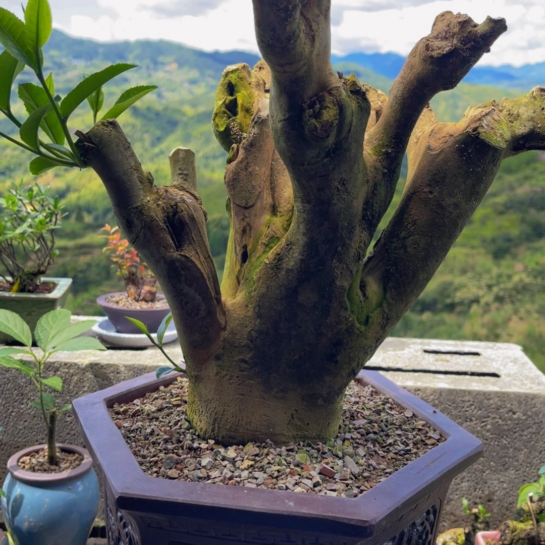 当前无花栽培后可以开花