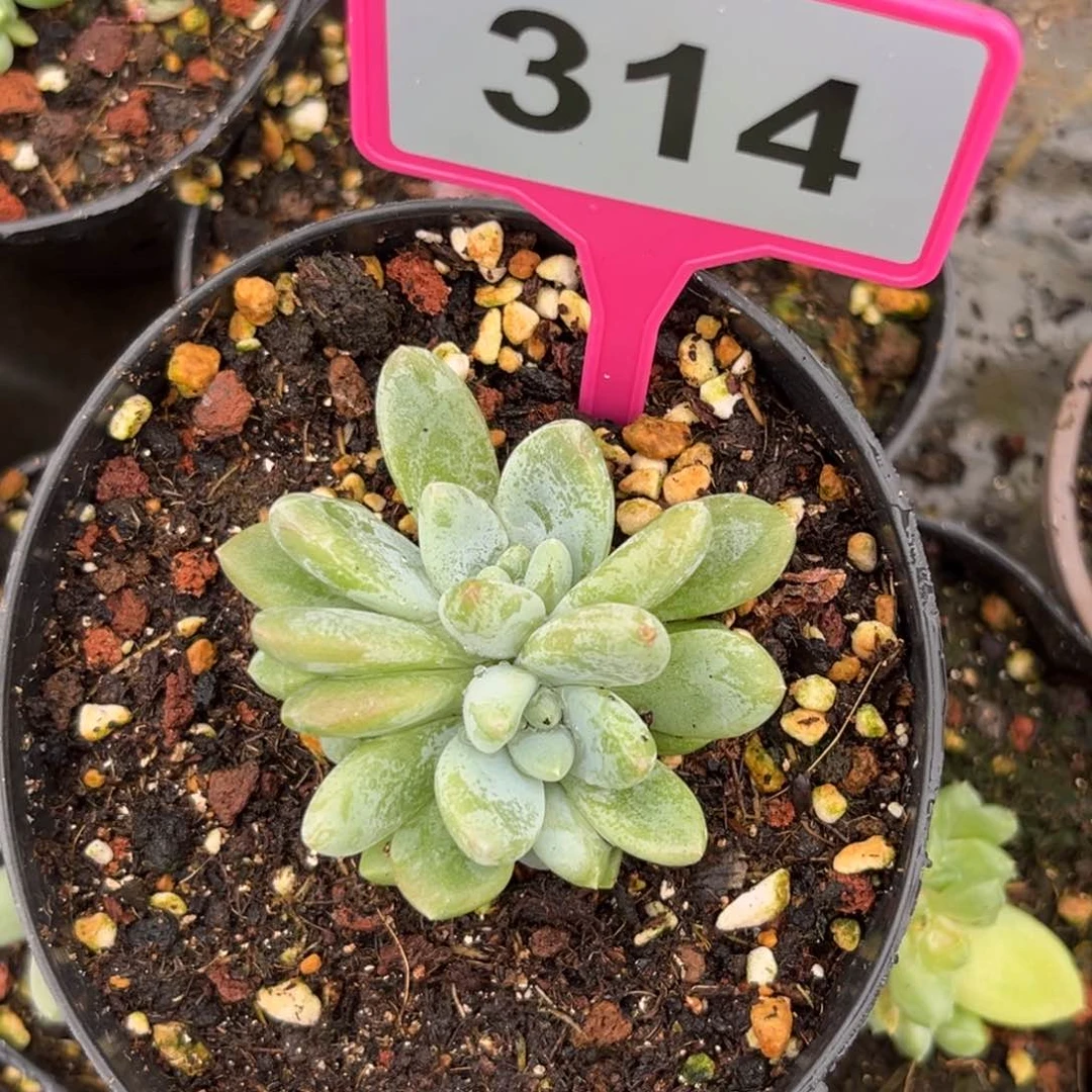 多肉植物阿斯托姆314