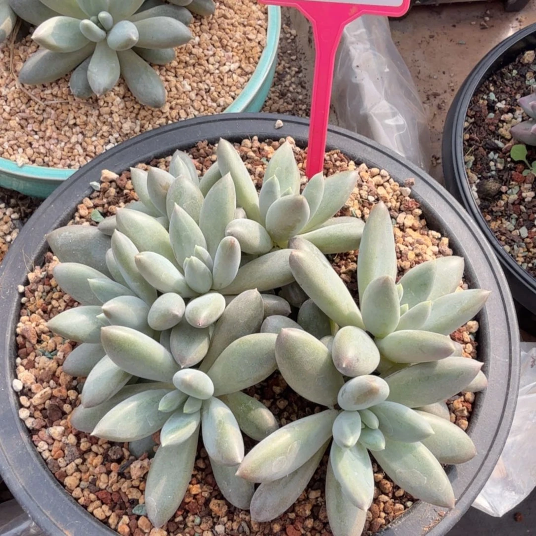 X***7多肉植物哥特群生240