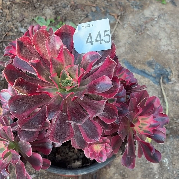 445号一物一拍一棵脱土